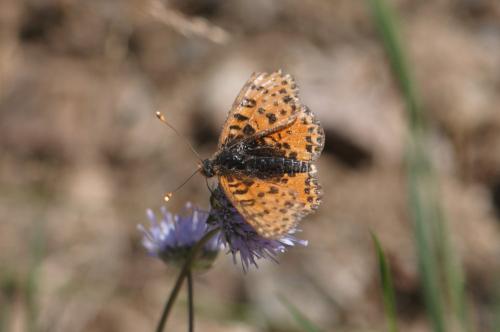 Melitaea didyma